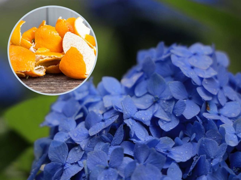 Odżywka ze skórki pomarańczowej do hortensji i innych kwiatów ogrodowych. /Pixel