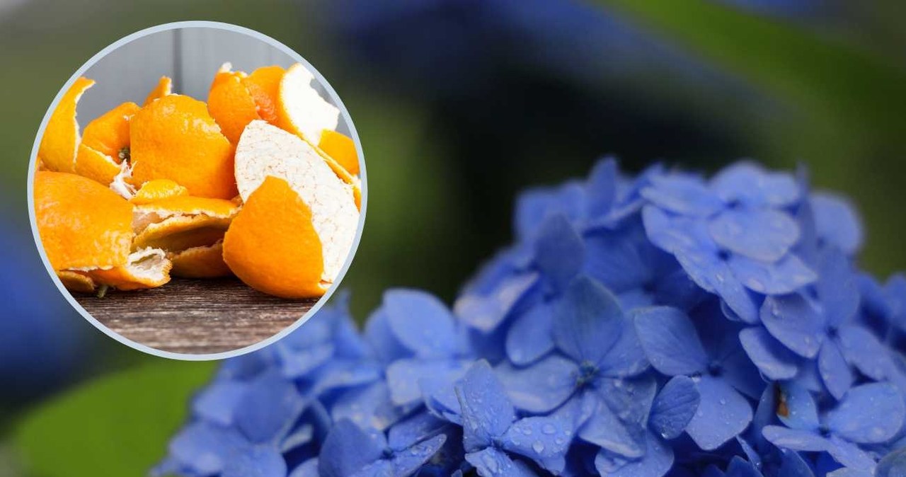 Odżywka ze skórki pomarańczowej do hortensji i innych kwiatów ogrodowych. /Pixel