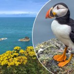 ptaki Oferta marzeń? Zamieszkaj na wyspie za darmo i monitoruj ptaki