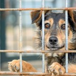 Oferują 1500 zł na adopcję psów ze schroniska. Gmina wprowadza "Becikowe na 4 łapy"