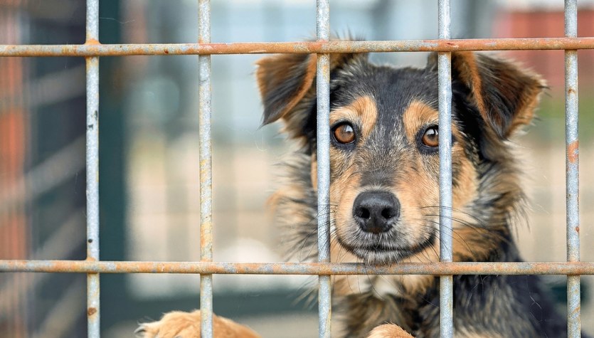 Oferują 1500 zł na adopcję psów ze schroniska. Gmina wprowadza "Becikowe na 4 łapy"