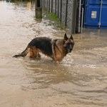 Ofiary powodzi, o których się milczy. Zwierzęta nie poproszą o pomoc