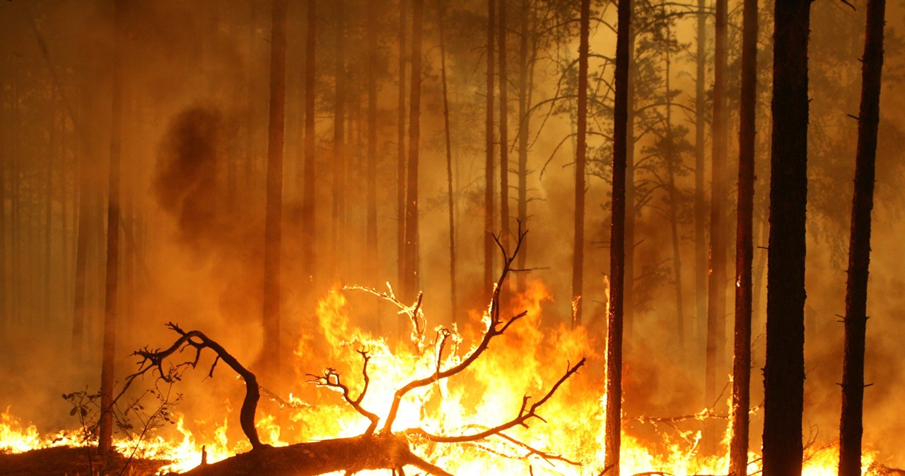 Ogień szaleje we wsi Golovanovo w Rosji