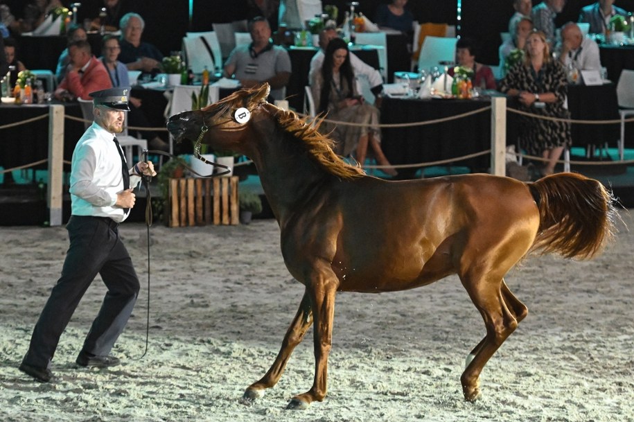 Ogier Belmari podczas 55. aukcji Koni Arabskich Czystej Krwi Pride of Poland w Janowie Podlaskim /Wojtek Jargiło /PAP