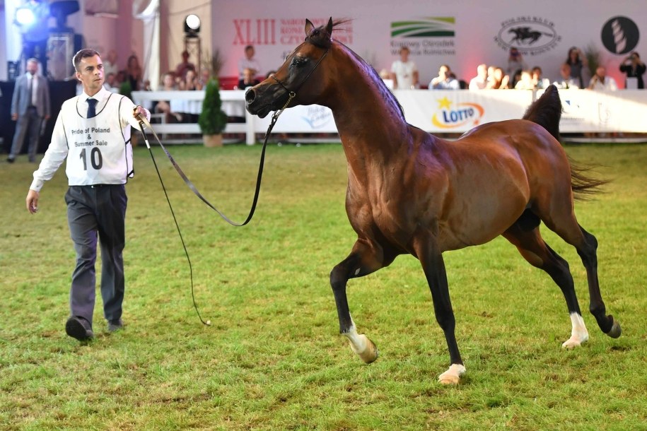 Ogier Equator sprzedany za 450 tysięcy euro /Wojtek Jargilo /PAP