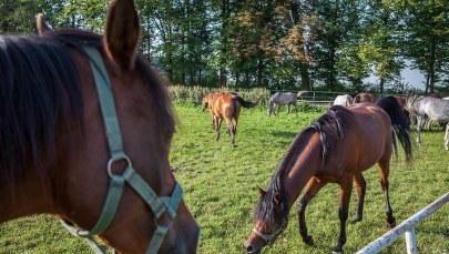 Ogier Pogrom najlepszym koniem pokazu w Janowie Podlaskim