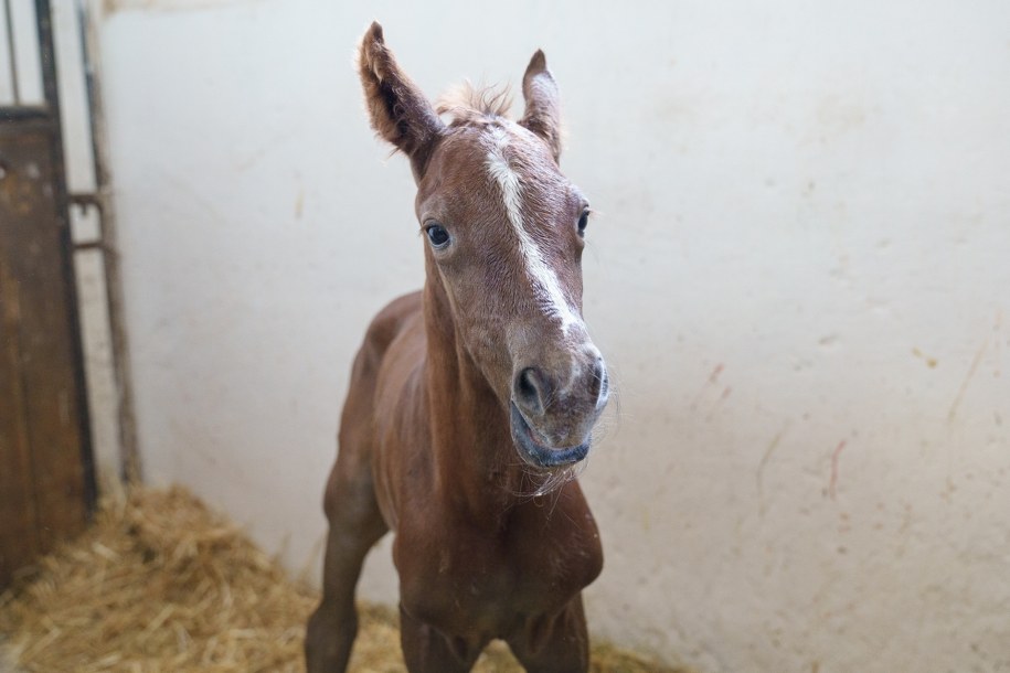 Ogierek nie ma jeszcze imienia, zostanie ono wyłonione w konkursie. /Aurelia Kołodziej/ZUT /