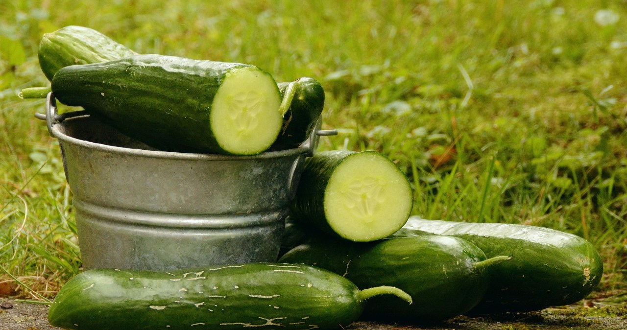Огірки важливо посіяти біля "правильних" рослин - врожай вас приємно здивує /pixabay.com