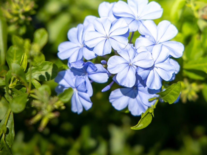 Ognik uszkowaty zachwyca błękitnymi kwiatami. Zdaniem niektórych jest piękniejszy nawet od popularnych hortensji /Pixel
