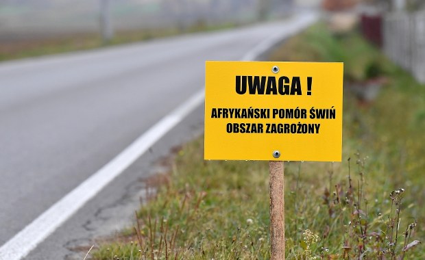 Ogniska afrykańskiego pomoru świń na Mazowszu