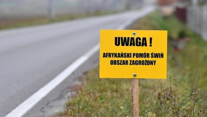 Ogniska afrykańskiego pomoru świń na Mazowszu