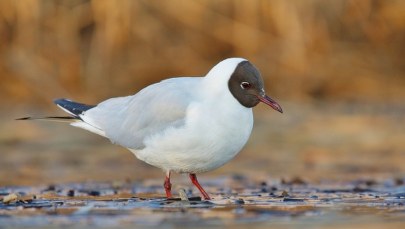 Ognisko ptasiej grypy w krakowskim Podgórzu