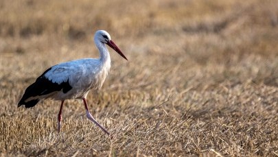 Ogólnopolskie liczenie bocianów. Wolontariusze poszukiwani