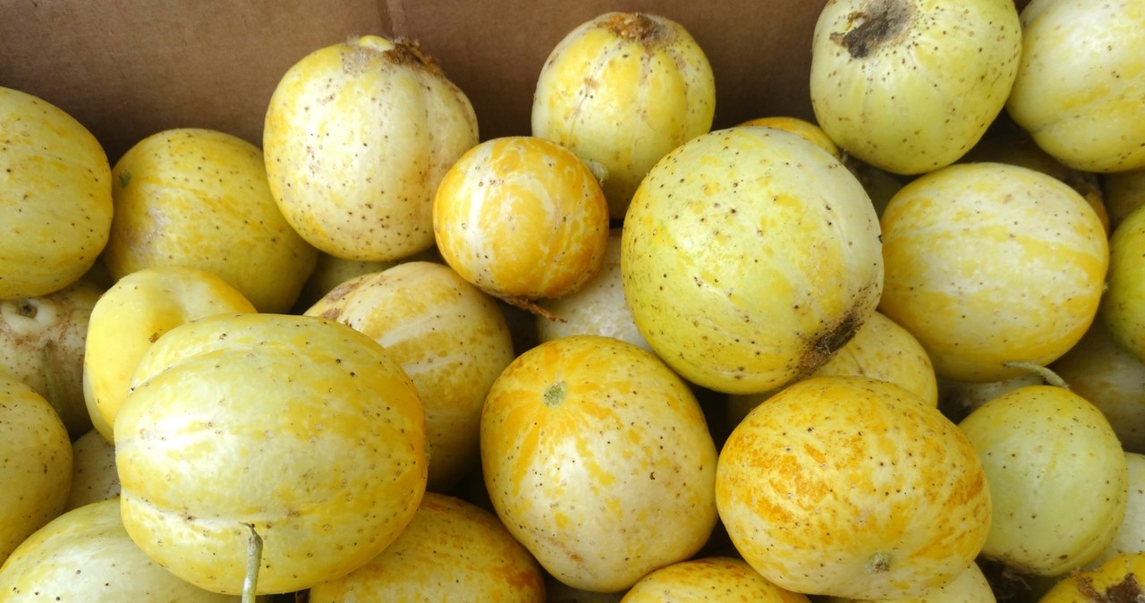 Ogórek 'Lemon' zachwyca swoim niepowtarzalnym wyglądem. /123RF/PICSEL