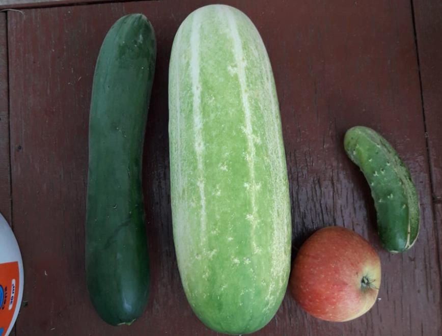 Ogórek wyhodowany w Szczecinku waży ponad killogram /iszczecinek.pl /