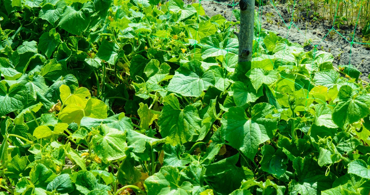 Ogórki będą dobrze rosły m.in. w towarzystwie koperku oraz sałaty /Pixel