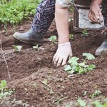 Ogórki będą duże i smaczne. Tym trzeba zająć się teraz