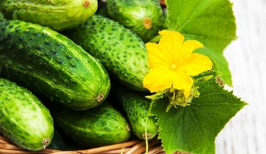 Ogórki urosną szybciej dzięki tej japońskiej metodzie. To będą rekordowe plony