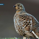 Ograniczenia dla turystów w Tatrach. Trzeba chronić cietrzewie