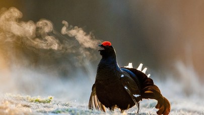 ​Ograniczenia w Dolinie Chochołowskiej. Powód? Ochrona cietrzewi
