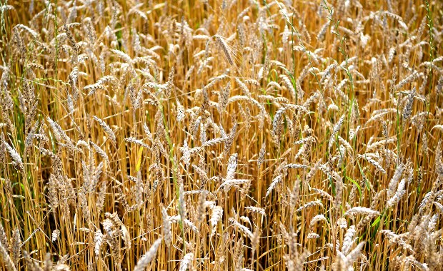 Ograniczenie importu z Ukrainy. Unijny zakaz wszedł w życie