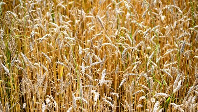 Ograniczenie importu z Ukrainy. Unijny zakaz wszedł w życie