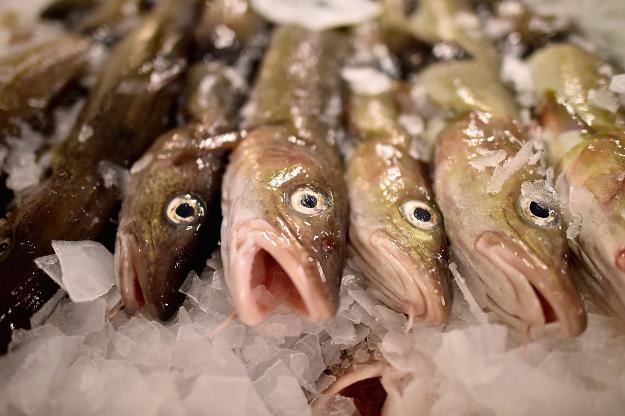 Ograniczenie połowu ryb to korzyści finansowe i środowiskowe. Fot. Jeff J. Mitchell /Getty Images/Flash Press Media