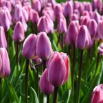 tulipany Ogród Botaniczny w Łodzi tonie w tulipanach. Zobacz to podczas majówki