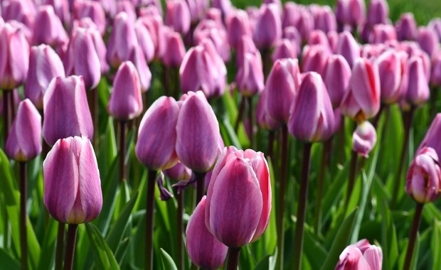 Ogród Botaniczny w Łodzi tonie w tulipanach. Zobacz to podczas majówki