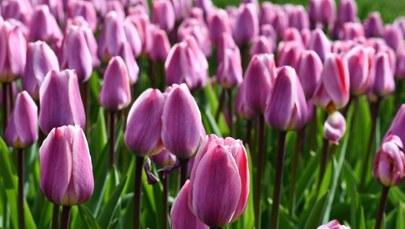 Ogród Botaniczny w Łodzi tonie w tulipanach. Zobacz to podczas majówki