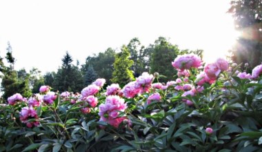 Ogród botaniczny w Łodzi