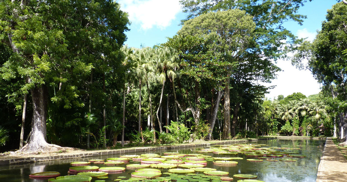 Ogród botaniczny w Mauritius jest jednym z piękniejszych miejsc na wyspie. /123RF/PICSEL