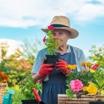 Ogród, pelargonie i begonie są dobre dla twojego mózgu