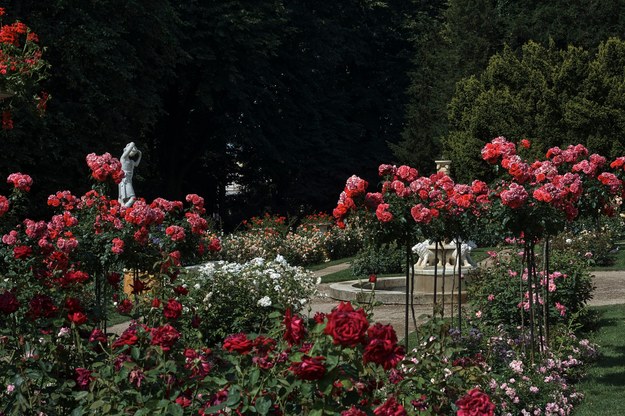 Ogród Różany przy łańcuckim zamku /Materiały prasowe