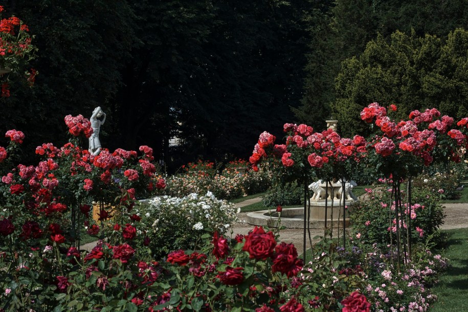 Ogród Różany przy łańcuckim zamku /Materiały prasowe