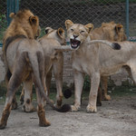 Ogród zoologiczny wystawił swoje lwy na aukcję
