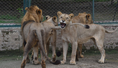 Ogród zoologiczny wystawił swoje lwy na aukcję