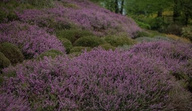 Ogród zrobi się fioletowy, jeśli je posadzimy. Ludzie mylą je z wrzosami