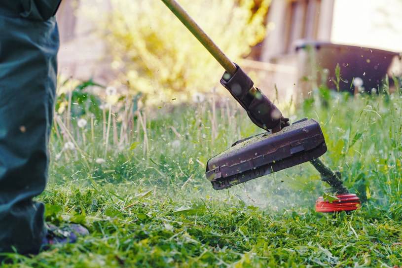Ogrodnicy doradzają, by kosić trawnik raz w tygodniu /123RF/PICSEL
