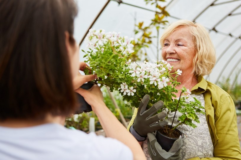 Ogrodnicy doradzają regularne podlewanie oraz nawożenie pelargonii kaskadowej /123RF/PICSEL