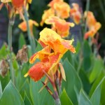 Ogrodnicy ją uwielbiają. Jeśli masz tę roślinę w ogrodzie, działaj już lutym