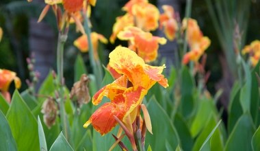 Ogrodnicy ją uwielbiają. Jeśli masz tę roślinę w ogrodzie, działaj już lutym