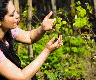 Ogrodnicy miejcie się na baczności. Narażeni nawet doświadczeni działkowcy