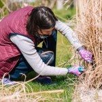 Ogrodnicy robią to teraz. Dzięki temu trawy są gęste i bujnie rosną