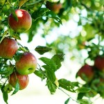 Ogrodnik zdradza, kiedy przycinać jabłonie. Będą się uginać od owoców