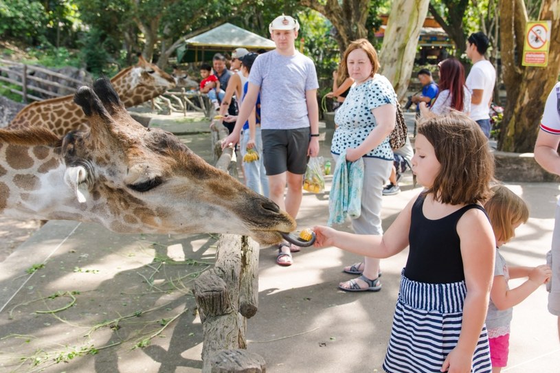 Ogrody zoologiczny pełnią także rolę edukacyjną. Pogłębiają wiedzę społeczeństwa na temat zwierząt i uczą empatii oraz szacunku do zwierząt /123RF/PICSEL