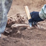 Ogromna kość z Małopolski zbadana. Szczątki pradawnego stworzenia