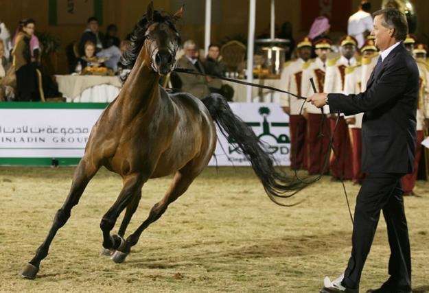 Ogromna podaż koni arabskich kompletnie rozbiła rynek /AFP