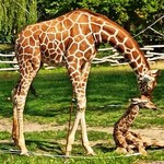 Ogromna radość w polskim zoo. Taka sytuacja zdarza się rzadko