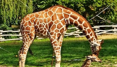 Ogromna radość w polskim zoo. Taka sytuacja zdarza się rzadko